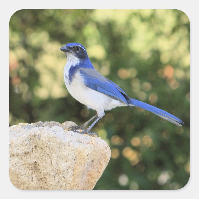 California Scrub Jay - Sticker (Devant)