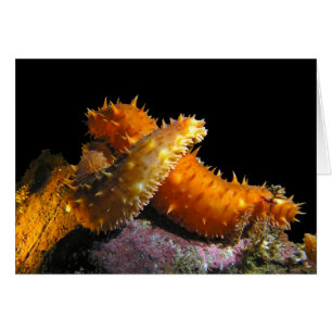 California Sea Cucumber Love - Carte