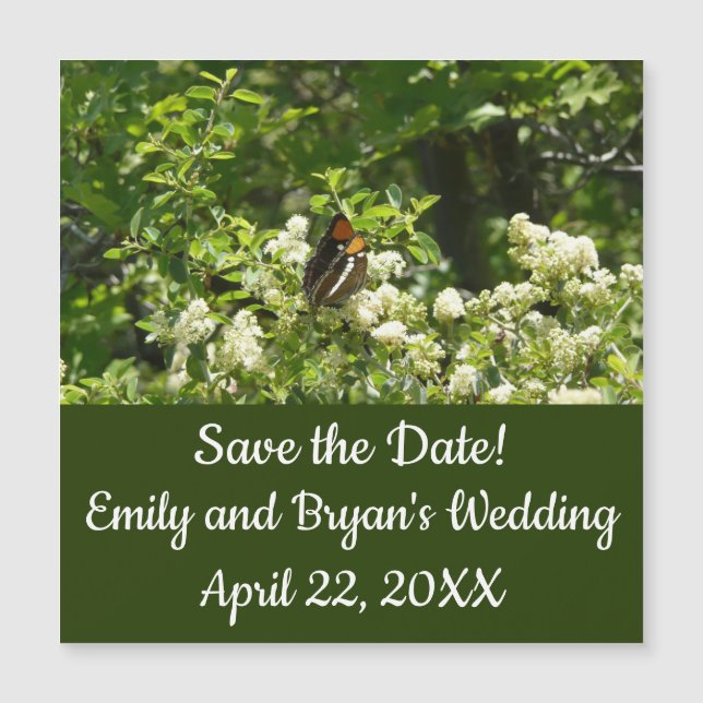 California Sister Butterfly in Yosemite (Devant)