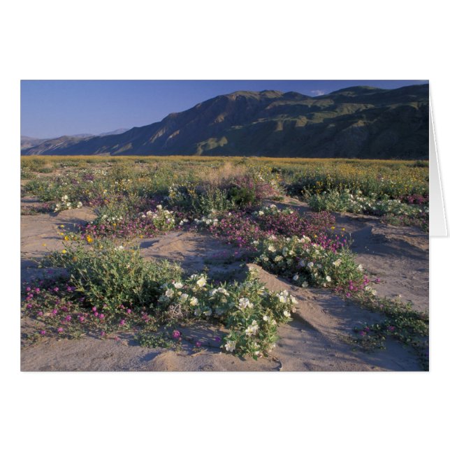 Californie, Anza-Borrego Desert SP, Sable (Devant horizontal)
