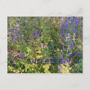 CALIFORNIE COULEURS NATIVES : CARTE POSTALE NOVEMB