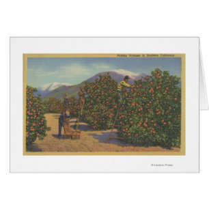 Californie du Sud - cueillette d'oranges