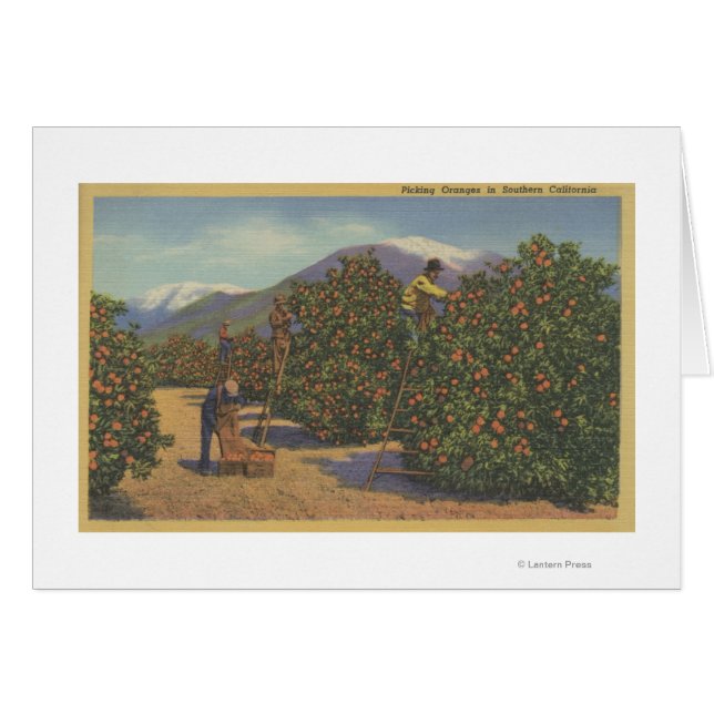 Californie du Sud - cueillette d'oranges (Devant horizontal)