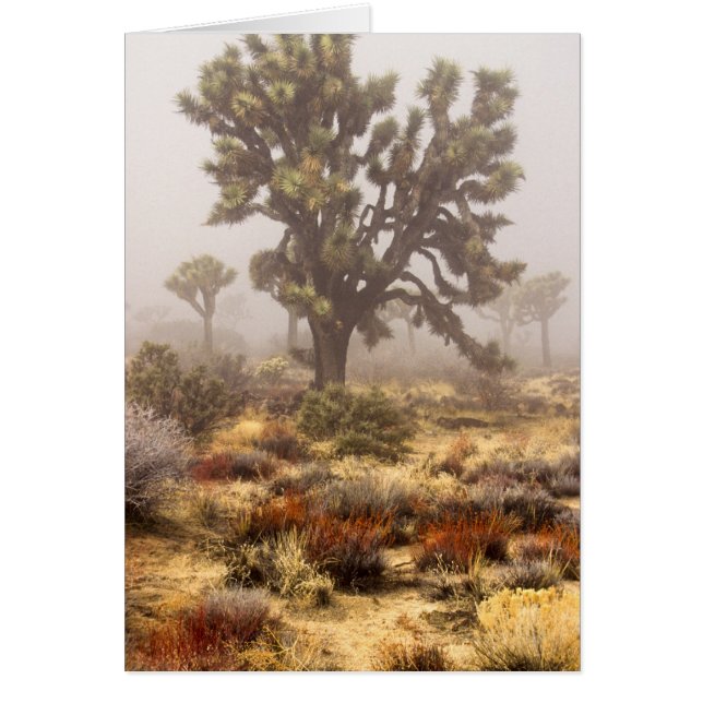 Californie : monument national de Joshua Tree, (Devant)