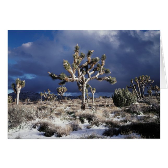 Californie, parc national de Joshua Tree (Devant horizontal)