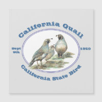Californie Quail California State Bird Aquarelle