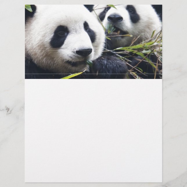 Câlins de Panda (Devant)