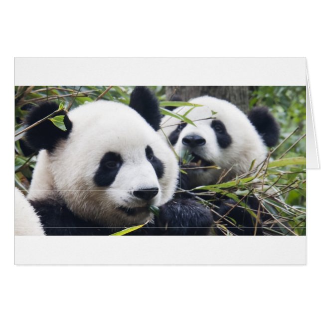 Câlins d'ours Panda (Devant horizontal)