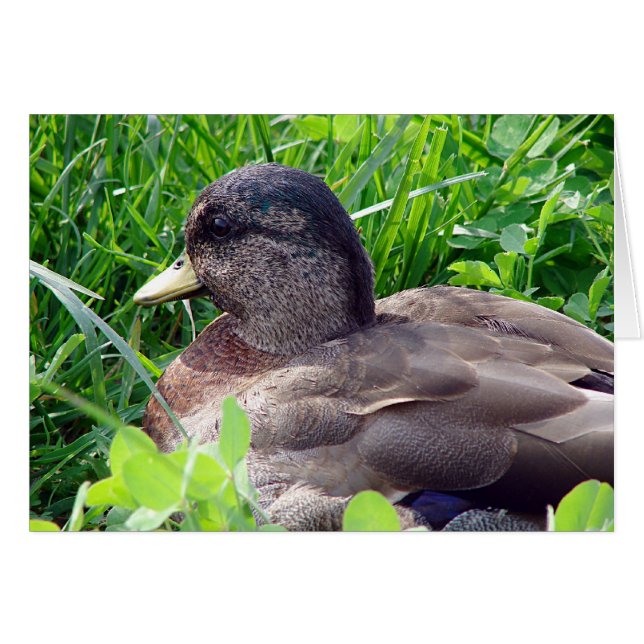 Call Duck Drake (Devant horizontal)