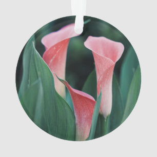 Calla Lilies Fleurs Roses