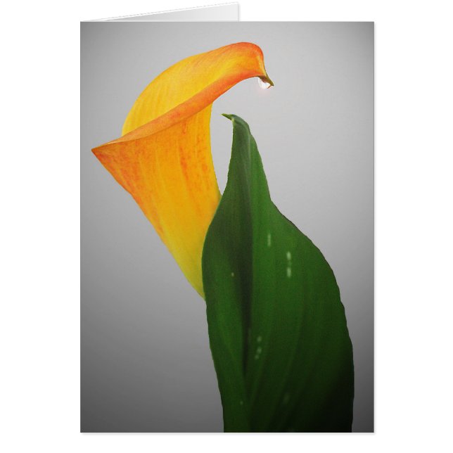 Calla Lily (Devant)