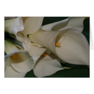 Calla Lily