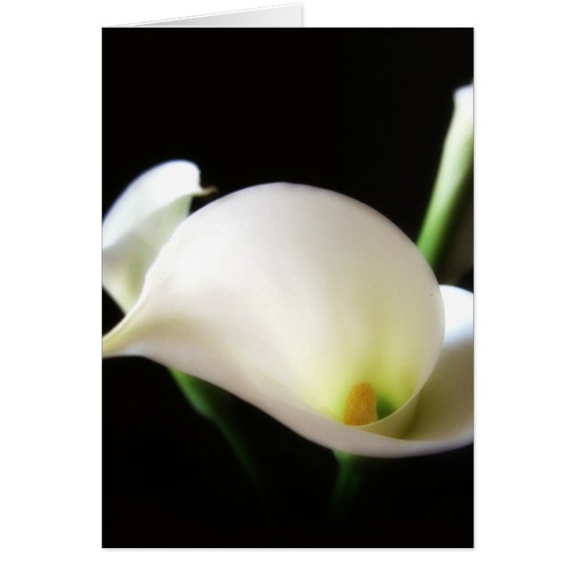 Calla Lily 7 (Devant)