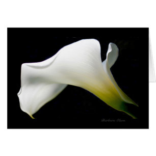 Calla Lily - avec grâce et style* :