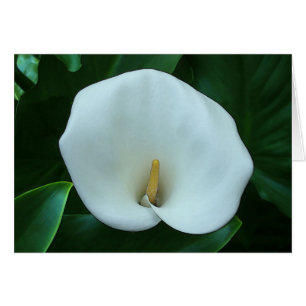 Calla Lily - Carte d'art de 5 po x 7 po