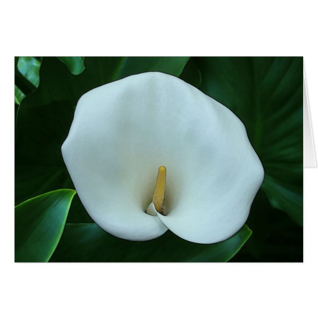 Calla Lily - Carte d'art de 5 po x 7 po (Devant horizontal)