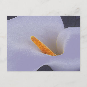 Calla Lily Illustration Art Cartes Postales Collec