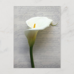 calla lily sur carte postale ancienne