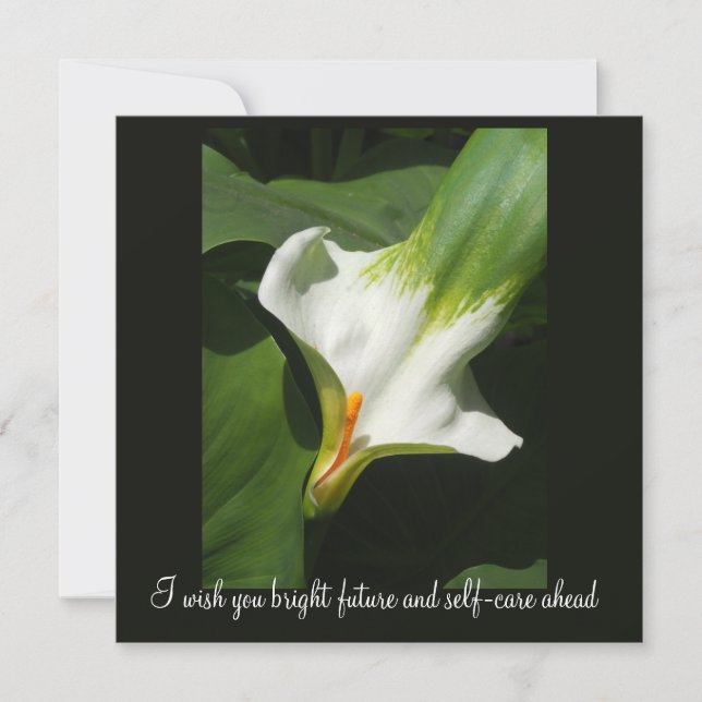 Calla Lily, Zantedeschia (Devant)