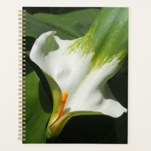 Calla Lily, Zantedeschia