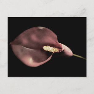 Calla rose - Carte postale