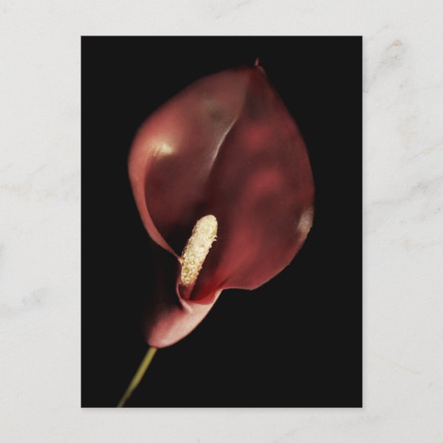 Calla rouge - Carte postale (Devant)