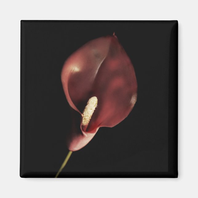 Calla rouge - Magnet (Devant)