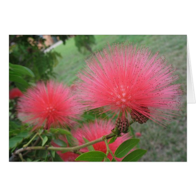 Calliandra rouge (Devant horizontal)