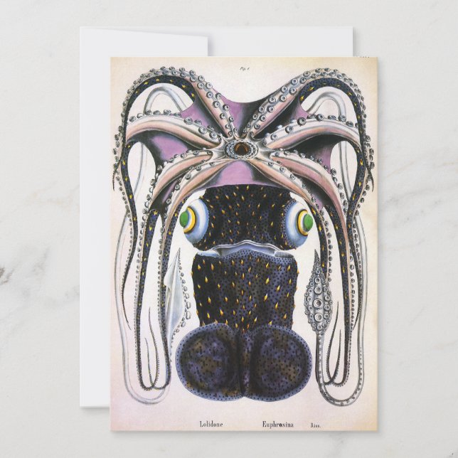 Calmar géant ou Pieuvre, Animaux de la Vie Marine  (Devant)