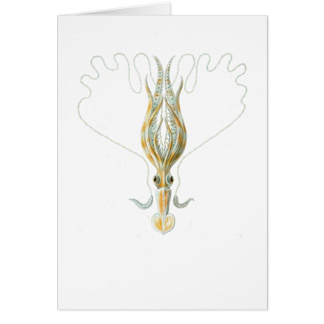 calmar Long-armé (Devant)