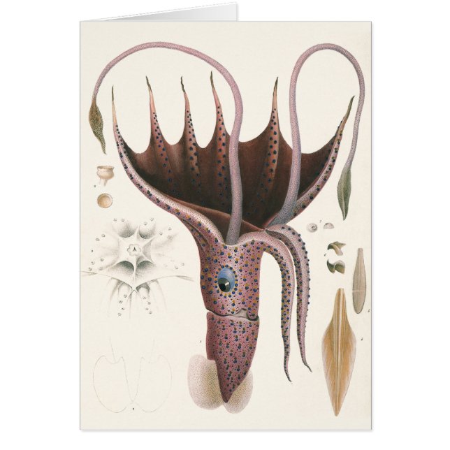 Calmar Parasol, Animaux Marins Vintage (Devant)