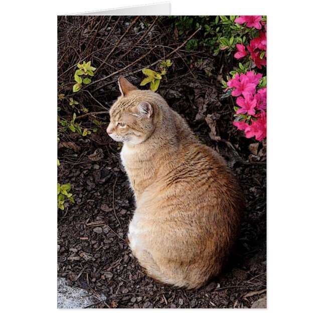 Calvin dans le jardin (Devant)