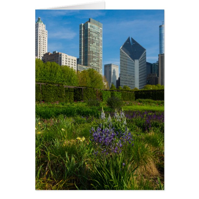 Camassia Dans La Ville (Devant)
