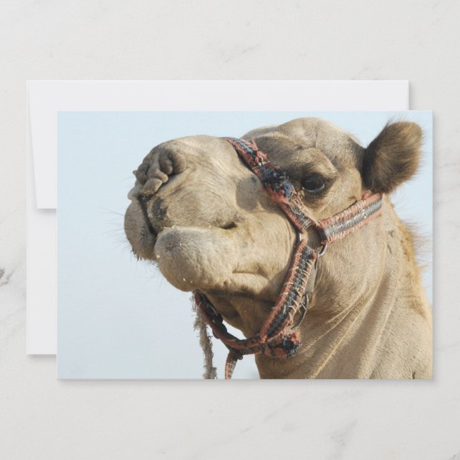 Camel (Devant)
