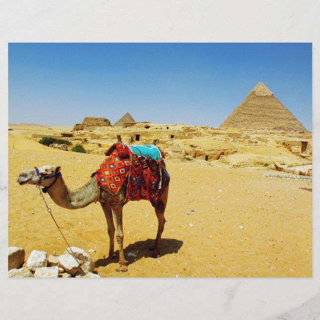 Camel (Devant)