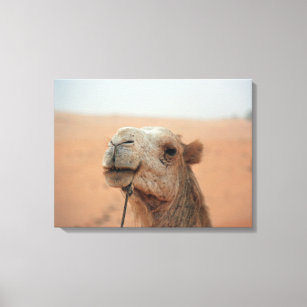Camel à l'expression amusante - photo sur toile