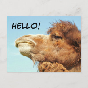 Camel - Carte postale