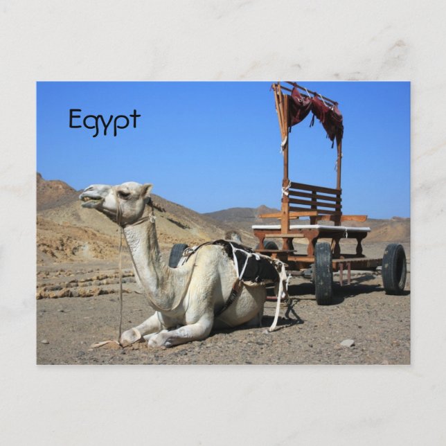 Camel et Panier - Égypte Carte postale (Devant)