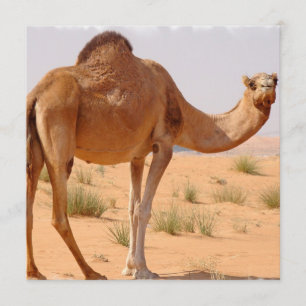 Camel pour les Arabes sur invitation