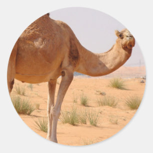 Camel pour Stickers Arabes