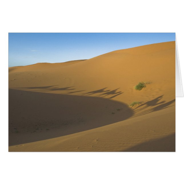 Camel trek (Devant horizontal)