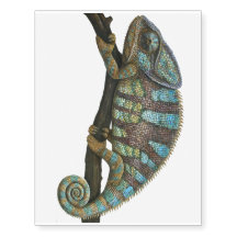 Caméléon