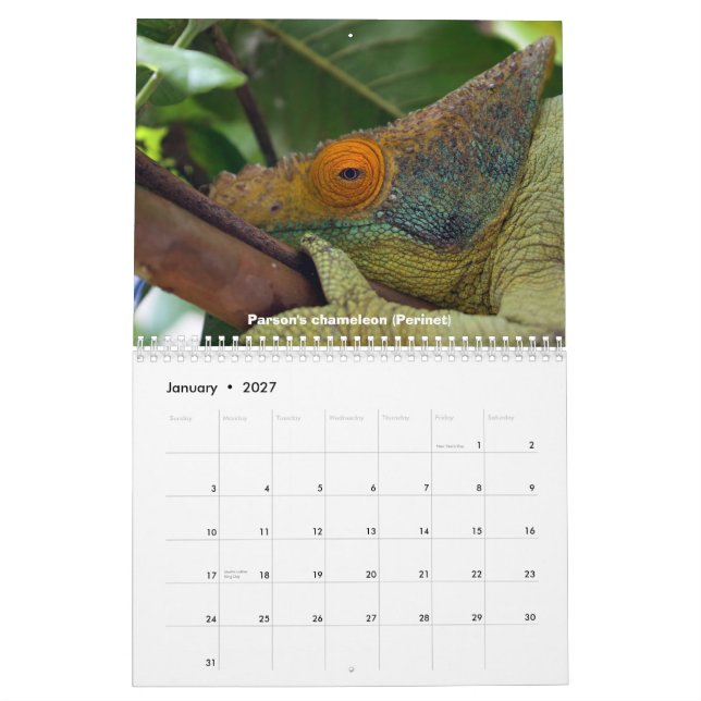 Caméléons de calendrier du Madagascar (Jan 2027)