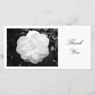 Camelia blanc - Merci