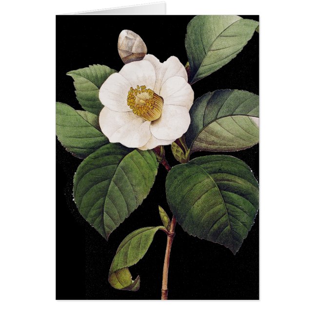 Camellia blanche (Devant)