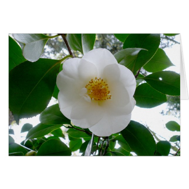 Camellia blanche (Devant horizontal)