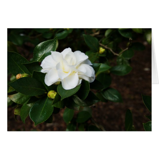 Camellia blanche (Devant Horizontal)