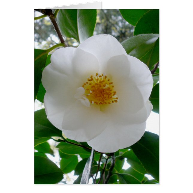 Camellia blanche (Devant)