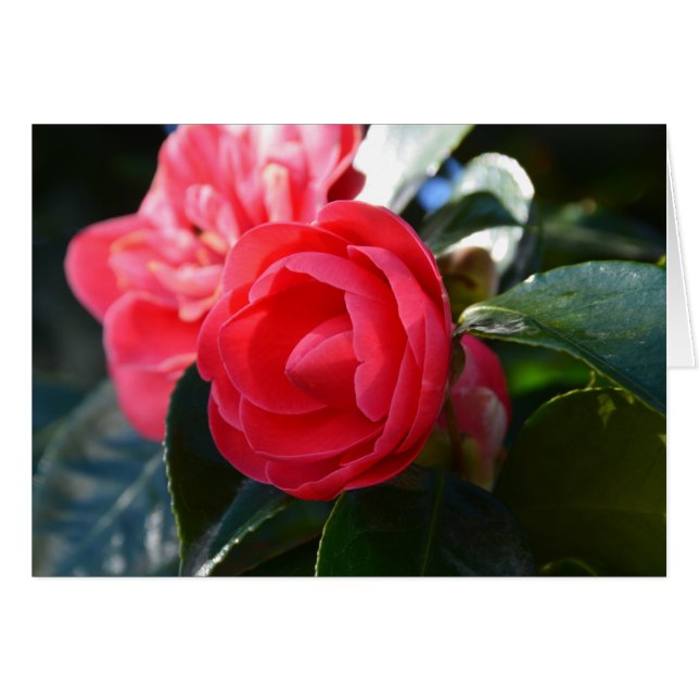 Camellia Blossom (Devant horizontal)