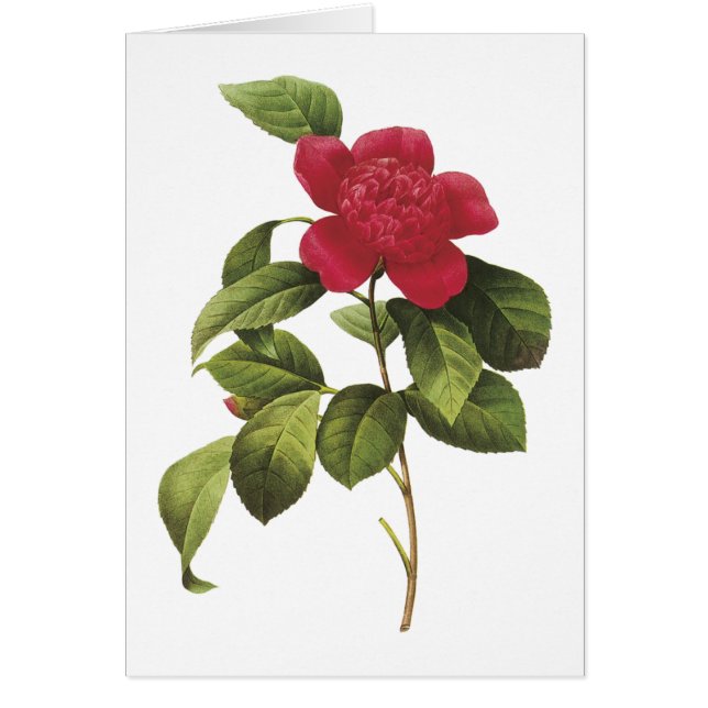 camellia (Camellia anemonefolia) par Redouté (Devant)